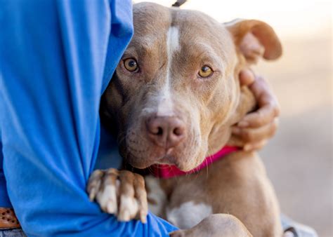 san diego humane society|san diego dog shelter adoption.